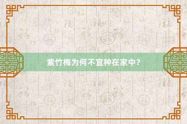 紫竹梅为何不宜种在家中？
